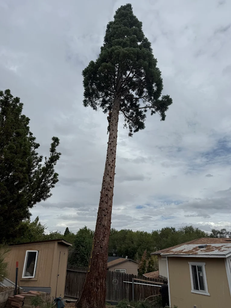 Signs of Tree Hazards